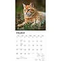 2027 BrownTrout Ginger Cats 12" x 12" Monthly Wall Calendar (9798330711789)~#|#~sp320817485_sc7