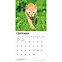 2027 BrownTrout Ginger Cats 12" x 12" Monthly Wall Calendar (9798330711789)~#|#~sp320817486_sc7