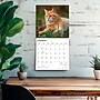 2027 BrownTrout Ginger Cats 12" x 12" Monthly Wall Calendar (9798330711789)~#|#~sp320817487_sc7