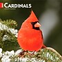 2027 BrownTrout Cardinals 12" x 12" Monthly Wall Calendar (9798330712038)~#|#~sp320817494_sc7