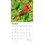 2027 BrownTrout Cardinals 12" x 12" Monthly Wall Calendar (9798330712038)~#|#~sp320817496_sc7