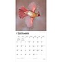2027 BrownTrout Cardinals 12" x 12" Monthly Wall Calendar (9798330712038)~#|#~sp320817497_sc7