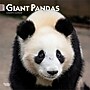2027 BrownTrout Giant Pandas 12" x 12" Monthly Wall Calendar (9798330712045)~#|#~sp320817504_sc7