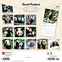 2027 BrownTrout Giant Pandas 12" x 12" Monthly Wall Calendar (9798330712045)~#|#~sp320817505_sc7