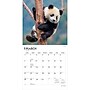 2027 BrownTrout Giant Pandas 12" x 12" Monthly Wall Calendar (9798330712045)~#|#~sp320817506_sc7