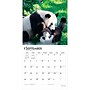 2027 BrownTrout Giant Pandas 12" x 12" Monthly Wall Calendar (9798330712045)~#|#~sp320817507_sc7