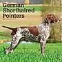 2027 BrownTrout German Shorthaired Pointers 12" x 12" Monthly Wall Calendar (9798330712458)~#|#~sp320817535_sc7