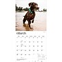 2027 BrownTrout German Shorthaired Pointers 12" x 12" Monthly Wall Calendar (9798330712458)~#|#~sp320817537_sc7