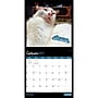 2027 BrownTrout Cat Selfies 12" x 12" Monthly Wall Calendar (9798330711383)~#|#~sp320817570_sc7