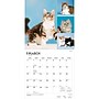 2027 BrownTrout Cat Lovers 12" x 12" Monthly Wall Calendar (9798330711772)~#|#~sp320817589_sc7