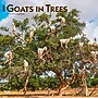 2027 BrownTrout Goats in Trees 12" x 12" Monthly Wall Calendar (9798330712052)~#|#~sp320817597_sc7