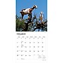2027 BrownTrout Goats in Trees 12" x 12" Monthly Wall Calendar (9798330712052)~#|#~sp320817599_sc7