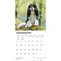 2027 BrownTrout Cavalier King Charles Spaniels 12" x 12" Monthly Wall Calendar (9798330714148)~#|#~sp320817620_sc7