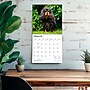 2027 BrownTrout Cavalier King Charles Spaniels 12" x 12" Monthly Wall Calendar (9798330714148)~#|#~sp320817621_sc7