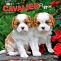 2027 BrownTrout Cavalier King Charles Spaniel Puppies 12" x 12" Monthly Wall Calendar (9798330714131)~#|#~sp320817630_sc7