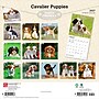 2027 BrownTrout Cavalier King Charles Spaniel Puppies 12" x 12" Monthly Wall Calendar (9798330714131)~#|#~sp320817631_sc7