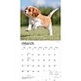 2027 BrownTrout Cavalier King Charles Spaniel Puppies 12" x 12" Monthly Wall Calendar (9798330714131)~#|#~sp320817632_sc7