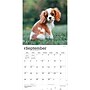 2027 BrownTrout Cavalier King Charles Spaniel Puppies 12" x 12" Monthly Wall Calendar (9798330714131)~#|#~sp320817633_sc7