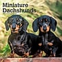 2027 BrownTrout Miniature Dachshunds 12" x 12" Monthly Wall Calendar (9798330712403)~#|#~sp320817682_sc7