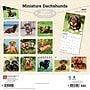 2027 BrownTrout Miniature Dachshunds 12" x 12" Monthly Wall Calendar (9798330712403)~#|#~sp320817683_sc7
