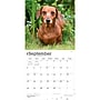 2027 BrownTrout Miniature Dachshunds 12" x 12" Monthly Wall Calendar (9798330712403)~#|#~sp320817685_sc7