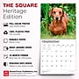 2027 BrownTrout Miniature Dachshunds 12" x 12" Monthly Wall Calendar (9798330712403)~#|#~sp320817687_sc7