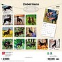 2027 BrownTrout Dobermans 12" x 12" Monthly Wall Calendar (9798330712410)~#|#~sp320817693_sc7