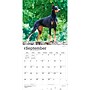 2027 BrownTrout Dobermans 12" x 12" Monthly Wall Calendar (9798330712410)~#|#~sp320817695_sc7