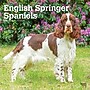 2027 BrownTrout English Springer Spaniels 12" x 12" Monthly Wall Calendar (9798330712427)~#|#~sp320817712_sc7