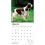 2027 BrownTrout English Springer Spaniels 12" x 12" Monthly Wall Calendar (9798330712427)~#|#~sp320817714_sc7