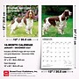 2027 BrownTrout English Springer Spaniels 12" x 12" Monthly Wall Calendar (9798330712427)~#|#~sp320817718_sc7