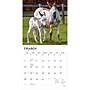 2027 BrownTrout Donkeys 12" x 12" Monthly Wall Calendar (9798330711895)~#|#~sp320817735_sc7