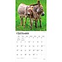 2027 BrownTrout Donkeys 12" x 12" Monthly Wall Calendar (9798330711895)~#|#~sp320817736_sc7