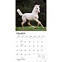 2027 BrownTrout Colts and Fillies 12" x 12" Monthly Wall Calendar (9798330711970)~#|#~sp320817775_sc7