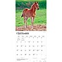 2027 BrownTrout Colts and Fillies 12" x 12" Monthly Wall Calendar (9798330711970)~#|#~sp320817776_sc7