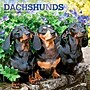 2027 BrownTrout Dachshunds 12" x 12" Monthly Wall Calendar (9798330712397)~#|#~sp320817813_sc7