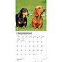 2027 BrownTrout Dachshunds 12" x 12" Monthly Wall Calendar (9798330712397)~#|#~sp320817816_sc7