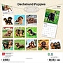 2027 BrownTrout Dachshund Puppies 12" x 12" Monthly Wall Calendar (9798330712380)~#|#~sp320817824_sc7