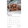 2027 BrownTrout Dachshund Puppies 12" x 12" Monthly Wall Calendar (9798330712380)~#|#~sp320817825_sc7