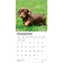 2027 BrownTrout Dachshund Puppies 12" x 12" Monthly Wall Calendar (9798330712380)~#|#~sp320817826_sc7