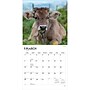 2027 BrownTrout Cows 12" x 12" Monthly Wall Calendar (9798330711888)~#|#~sp320817865_sc7