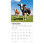 2027 BrownTrout Cows 12" x 12" Monthly Wall Calendar (9798330711888)~#|#~sp320817866_sc7