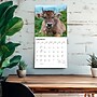 2027 BrownTrout Cows 12" x 12" Monthly Wall Calendar (9798330711888)~#|#~sp320817867_sc7