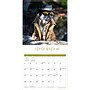 2027 BrownTrout Fantasy Pugs 12" x 12" Monthly Wall Calendar (9798330713226)~#|#~sp320817876_sc7