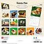 2027 BrownTrout Guinea Pigs 12" x 12" Monthly Wall Calendar (9798330711901)~#|#~sp320818234_sc7