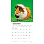 2027 BrownTrout Guinea Pigs 12" x 12" Monthly Wall Calendar (9798330711901)~#|#~sp320818236_sc7