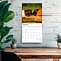 2027 BrownTrout Guinea Pigs 12" x 12" Monthly Wall Calendar (9798330711901)~#|#~sp320818237_sc7