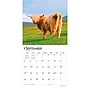 2027 BrownTrout Highland Cows 12" x 12" Monthly Wall Calendar (9798330711918)~#|#~sp320818360_sc7