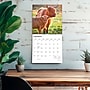 2027 BrownTrout Highland Cows 12" x 12" Monthly Wall Calendar (9798330711918)~#|#~sp320818361_sc7