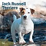 2027 BrownTrout Jack Russell Terriers 12" x 12" Monthly Wall Calendar (9798330714285)~#|#~sp320818443_sc7
